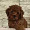 Red Toy Poodles photo 5