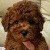 Red Toy Poodles photo 7