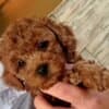 Red Toy Poodles photo 8