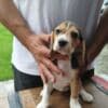 Beagle Puppies for Sale photo 1