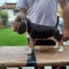Beagle Puppies for Sale photo 2