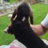 Beagle Puppies for Sale photo 3