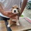 Beagle Puppies for Sale photo 5