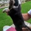 Beagle Puppies for Sale photo 6