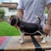 Beagle Puppies for Sale photo 7