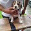 Beagle Puppies for Sale photo 8