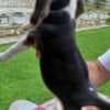 Beagle Puppies for Sale photo 9