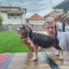 Beagle Puppies for Sale photo 10