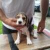 Beagle Puppies for Sale photo 11