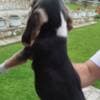 Beagle Puppies for Sale photo 12