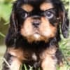 Charming cavalier boys looking for a good family photo 1