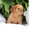 Charming cavalier boys looking for a good family photo 2