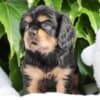 Charming cavalier boys looking for a good family photo 3