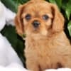 Charming cavalier boys looking for a good family photo 4