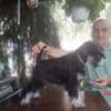 Miniature Schnauzer Female Puppy photo 1