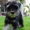 Miniature Schnauzer Female Puppy photo 2