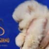 Pomeranian BOO Teddy Bears, Pomeranian Spitz Puppies photo 2
