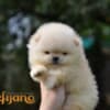 Pomeranian BOO Teddy Bears, Pomeranian Spitz Puppies photo 3