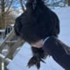 Silkie Cockerels and Roosters photo 1
