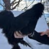 Silkie Cockerels and Roosters photo 2