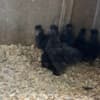 Silkie Cockerels and Roosters photo 3
