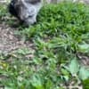 Silkie Cockerels and Roosters photo 4