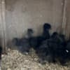 Silkie Cockerels and Roosters photo 5