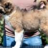 Caucasian Shepherd – Beautiful Puppies photo 9