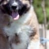 Caucasian Shepherd – Beautiful Puppies photo 10