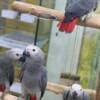 Tamed and Talking African grey parrot babies for sale photo 3