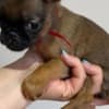 Maltese puppy well trained photo 3