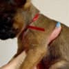 Maltese puppy well trained photo 1