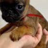 Maltese puppy well trained photo 4