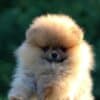 Pomeranian BOO Puppies, Pomeranian Spitz Puppies photo 2
