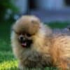 Pomeranian BOO Puppies, Pomeranian Spitz Puppies photo 3