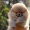 Pomeranian BOO Puppies, Pomeranian Spitz Puppies photo 4