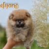 Pomeranian BOO Puppies, Pomeranian Spitz Puppies photo 6