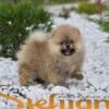 Pomeranian BOO Puppies, Pomeranian Spitz Puppies photo 7