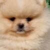 Pomeranian BOO Puppies, Pomeranian Spitz Puppies photo 8