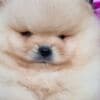 Pomeranian BOO Puppies, Pomeranian Spitz Puppies photo 9