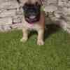 French Bulldog – Beautiful Puppies photo 2