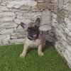 French Bulldog – Beautiful Puppies photo 3