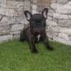 French Bulldog – Beautiful Puppies photo 4