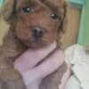Red toy poodle photo 1