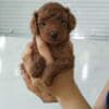 Red toy poodle photo 2