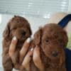 Red toy poodle photo 3