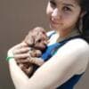 Red toy poodle photo 4