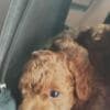 Red toy poodle photo 5