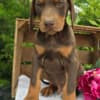 Stunning Female Doberman Puppy – Loyal, Smart, and Family-Raised photo 1