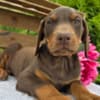 Stunning Female Doberman Puppy – Loyal, Smart, and Family-Raised photo 2